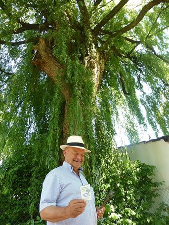Ingolstadts schönster Stadtbaum 2017_1