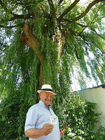 Ingolstadts schönster Stadtbaum 2017_1