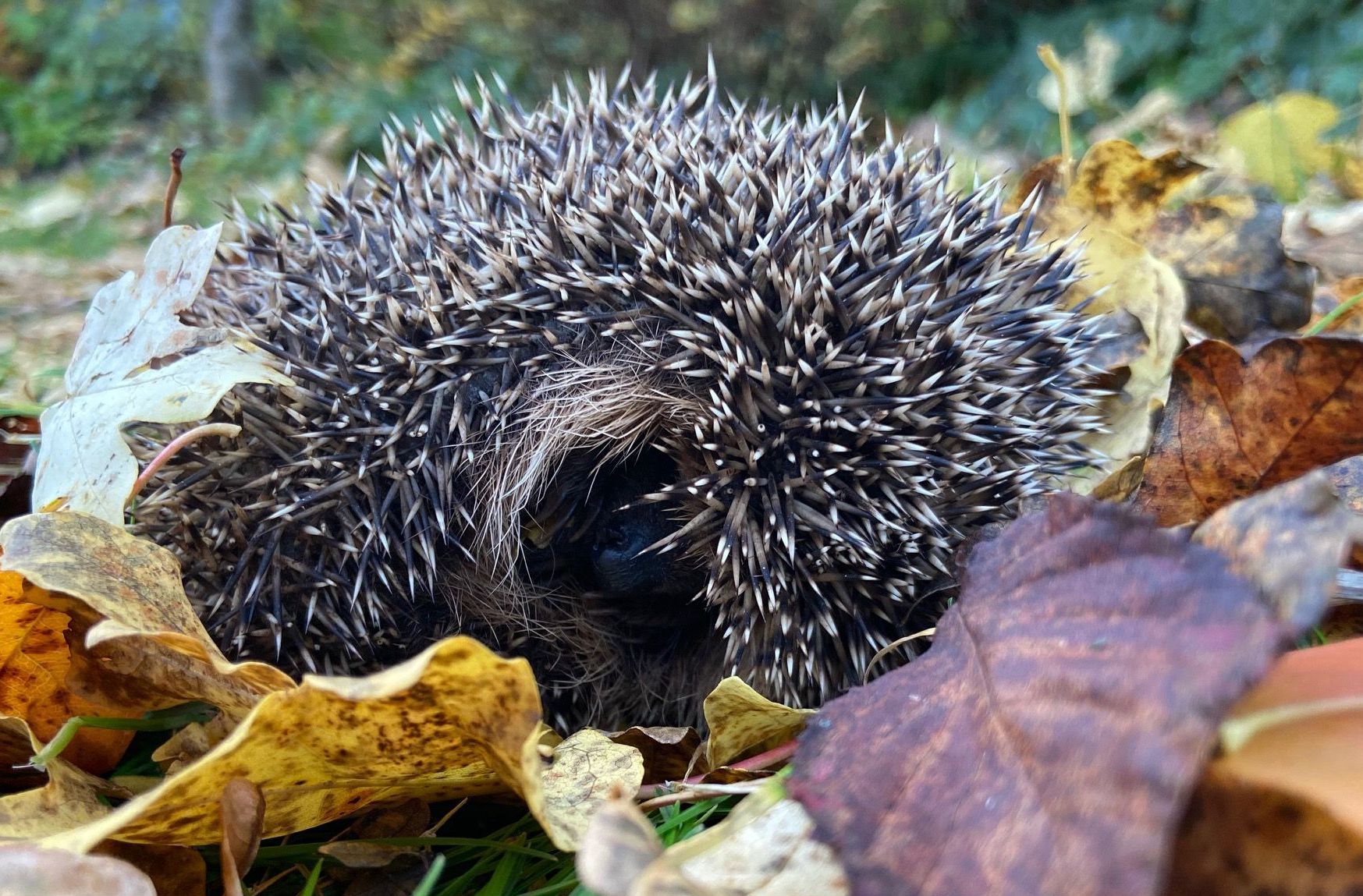 Igel im Laub