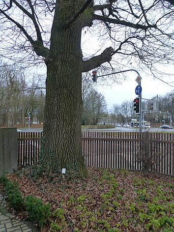 Stadtbaum des Jahres Herbst 2019