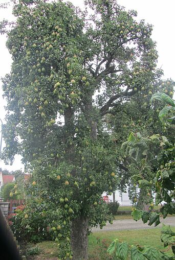 Stadtbaum_Fruehjahr2019_Birnbaum_Pettenhofen