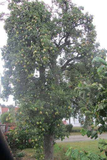 Stadtbaum_Fruehjahr2019_Birnbaum_Pettenhofen