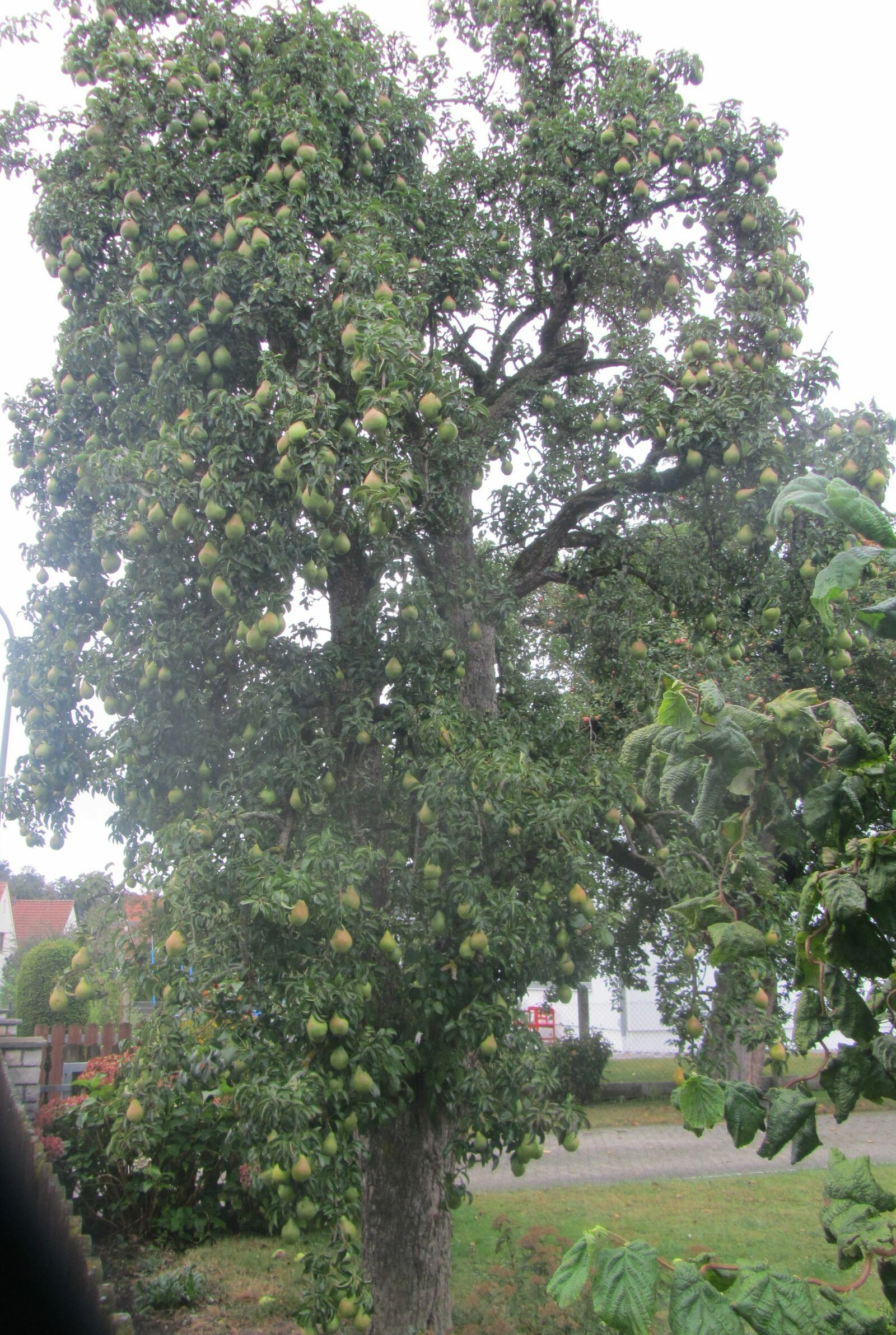 Stadtbaum_Fruehjahr2019_Birnbaum_Pettenhofen