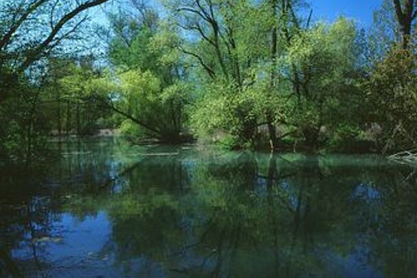 Donau-Altwasser - Wolfgang Willner